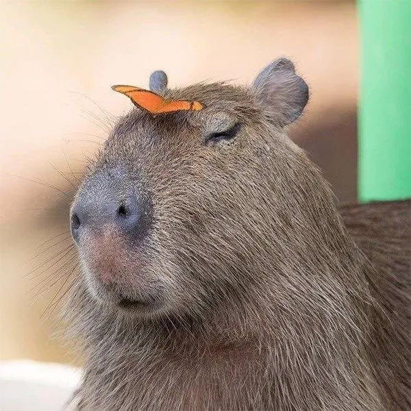 Capybara ngoại giao