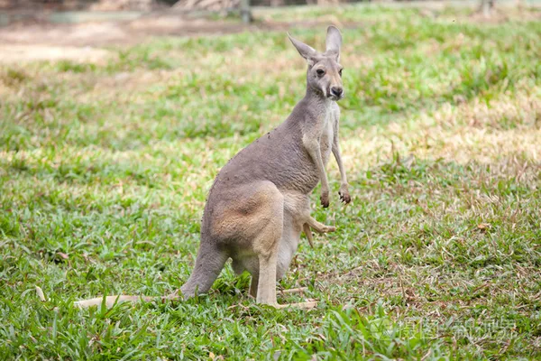 chuột Kangaroo đáng yêu