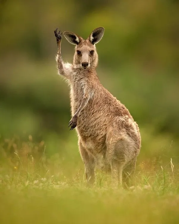 chuột Kangaroo hoang dã