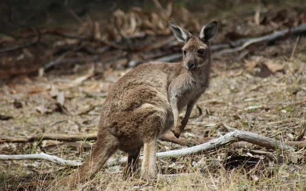 chuột Kangaroo là võ sĩ ngoài tự nhiên