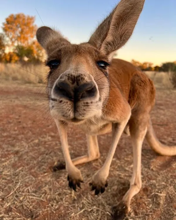 chuột Kangaroo 