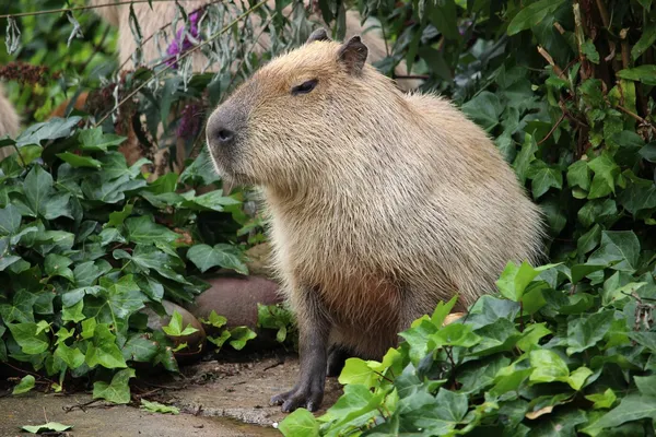 chuột lang nước Capybara 