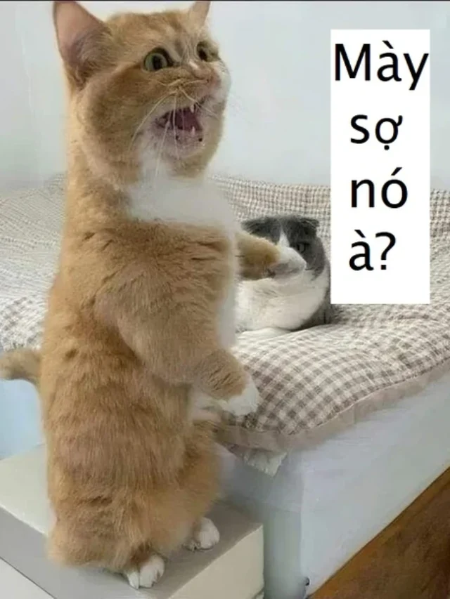 Ngã ngửa với 88+ ảnh bạn sợ à meme cực hài hước mới nhất