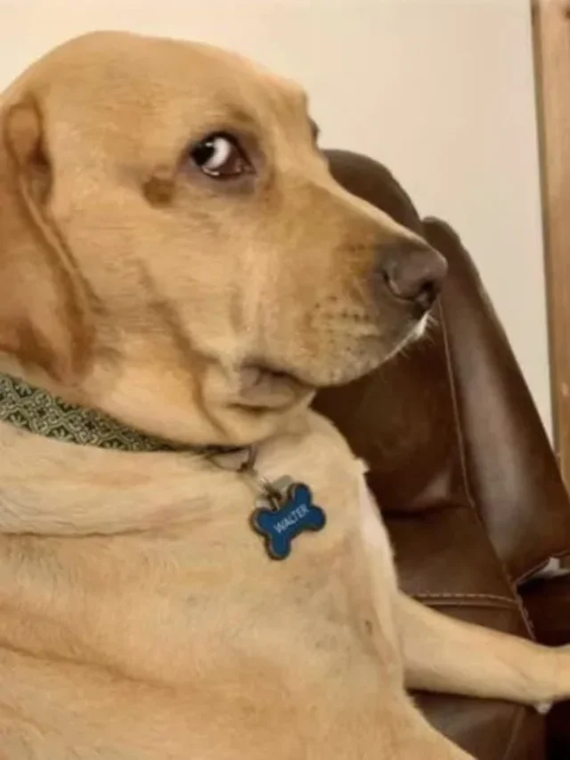 Top 10 meme chó bá đạo gây bão cộng đồng mạng