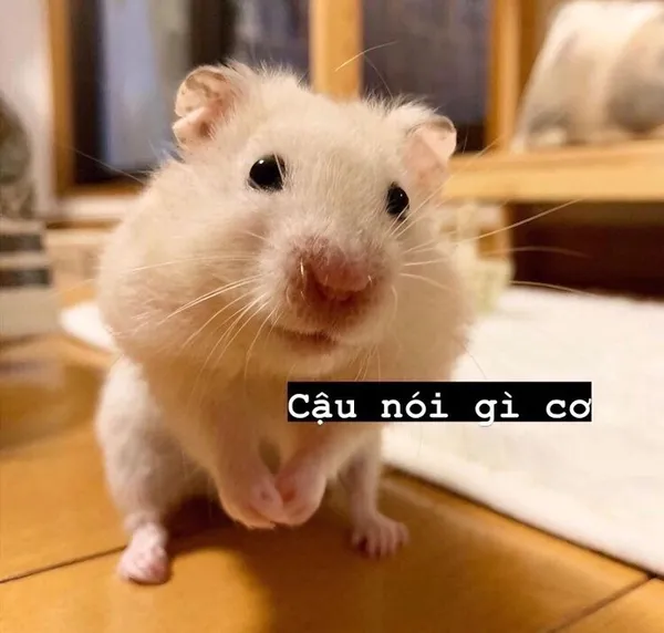 hamster meme cậu nói gì đi 