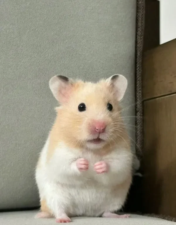 hamster meme cute 