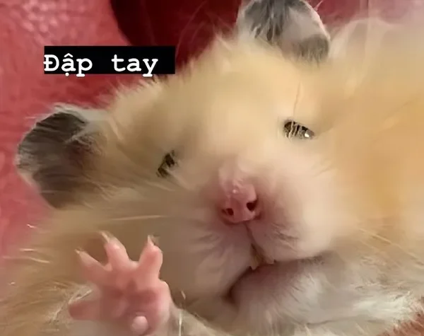 hamster meme dập tay 