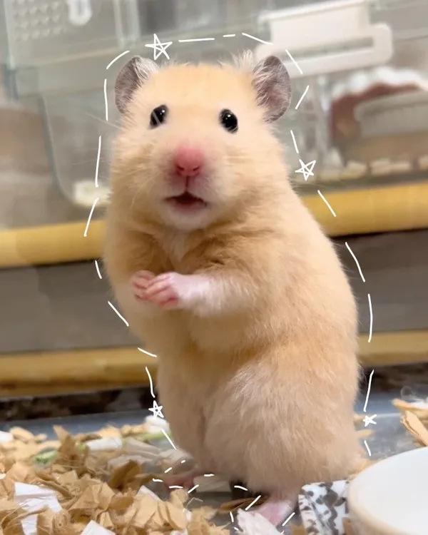 hamster meme dễ thương 