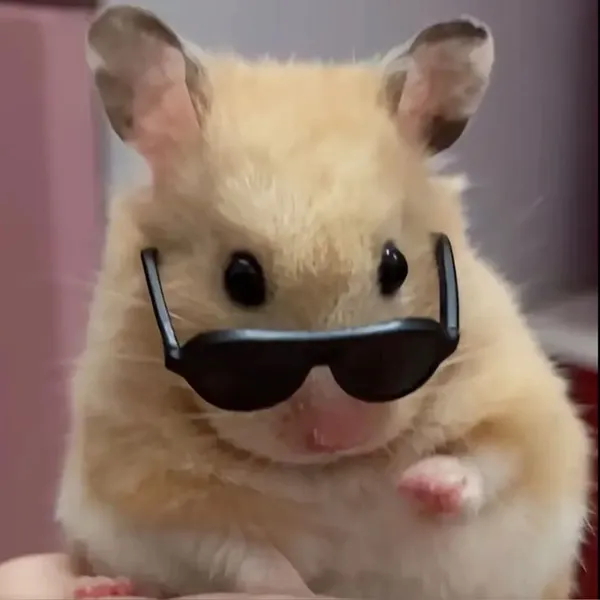 hamster meme đeo kính hờ 