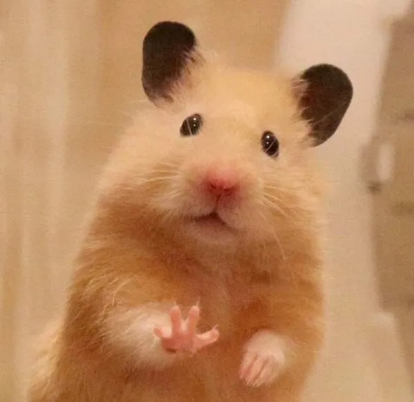 hamster meme dơ tay 