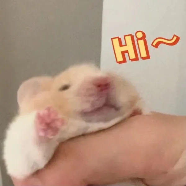 hamster meme hi