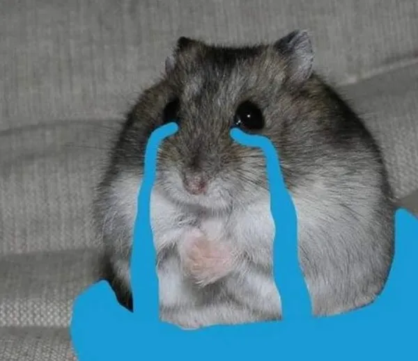 hamster meme khóc huhu 