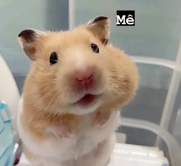 hamster meme mê 