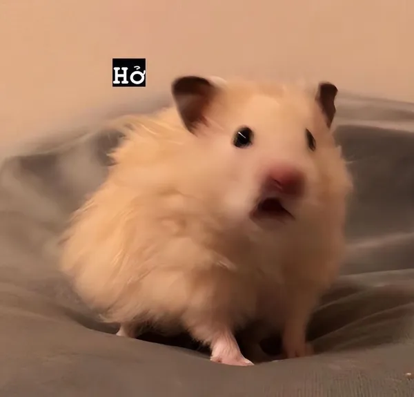 hamster meme ngạc nhiên 