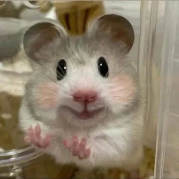 hamster meme 