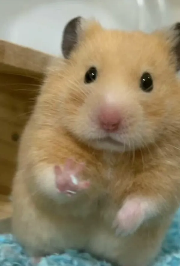 hamster meme ngộ nghĩnh 