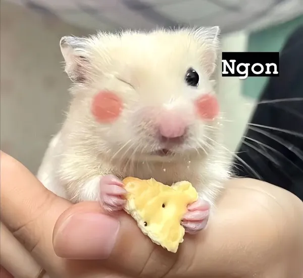 hamster meme ngon 