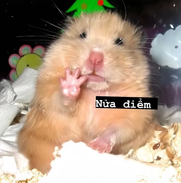 hamster meme nửa điểm 