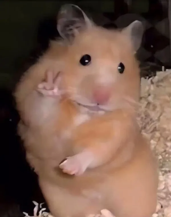 hamster meme say hi 