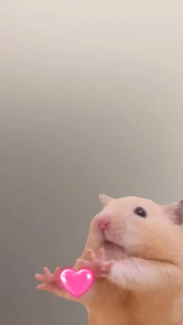 hamster meme thả tim 