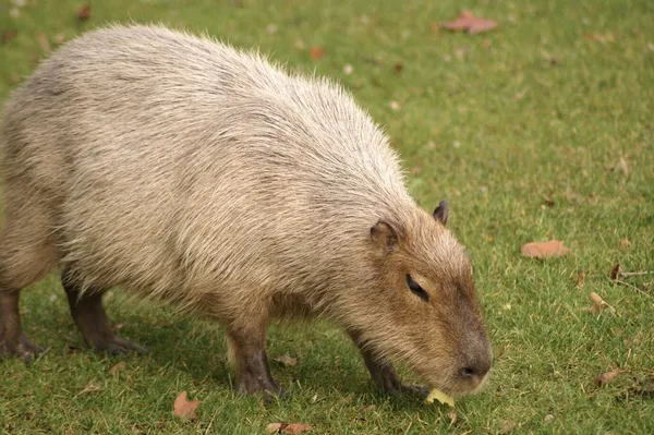 hình ảnh Capybara cute vô tri