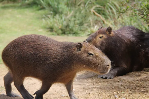 hình ảnh Capybara cute