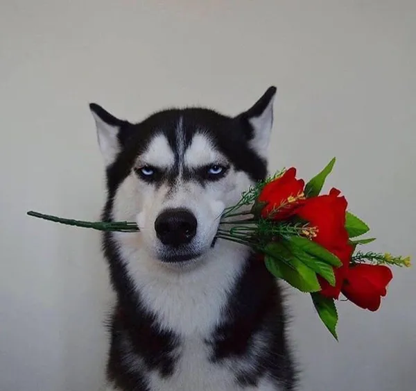 hình ảnh chó ngáo Husky