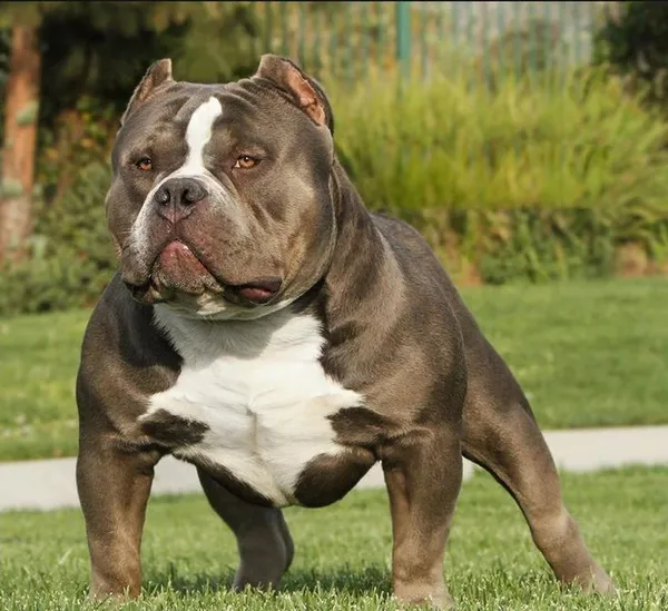 Hình ảnh chó Pitbull lực lưỡng