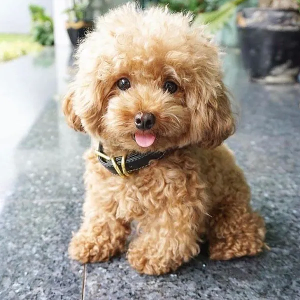 hình ảnh chó Poodle đáng yêu