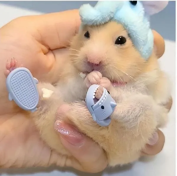 hình ảnh chuột Hamster cute