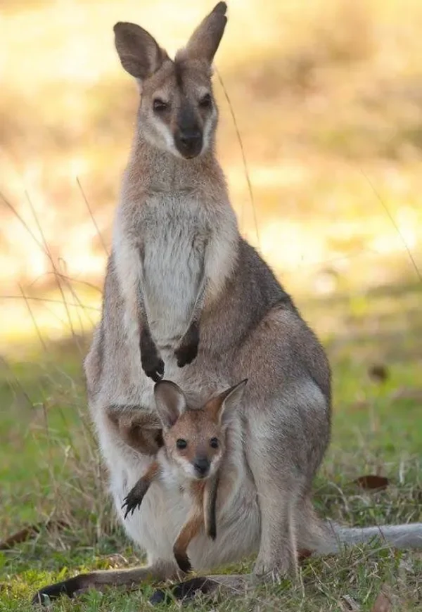 Kangaroo mẹ và con đi cùng nhau trong một bãi cỏ. 