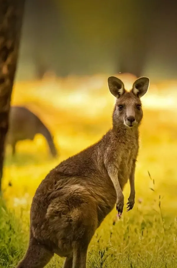 Con kangaroo đang tìm kiếm thức ăn trong khu vực hoang dã. 