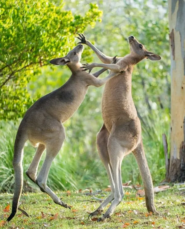 hình ảnh con Kangaroo đá nhau