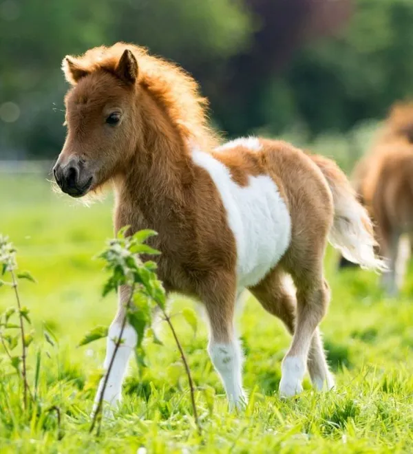 hình ảnh con ngựa pony đáng yêu