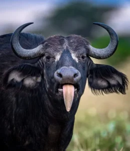 Tuyển tập 117+ hình ảnh con trâu 3d sống động, gần gũi cực đẹp