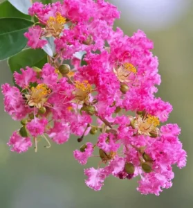 Top 55+ hình ảnh hoa bằng lăng tím mộng mơ đẹp nhất