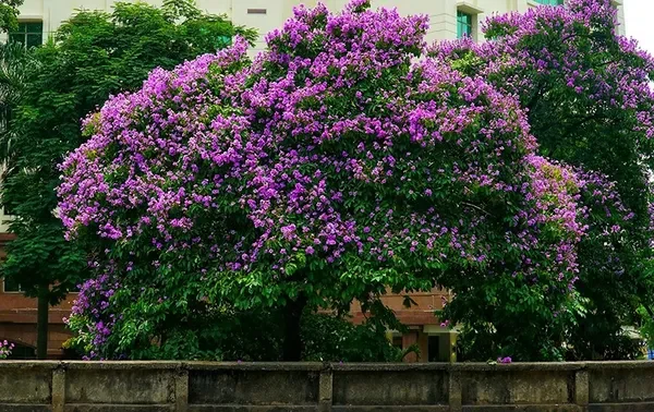 ảnh hoa bằng lăng hà nội