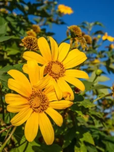 Top 55+ hình ảnh hoa dã quỳ đẹp hoang dại khó cưỡng