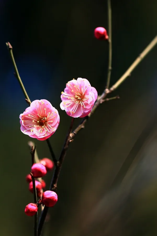 hình nền ảnh hoa đào đẹp