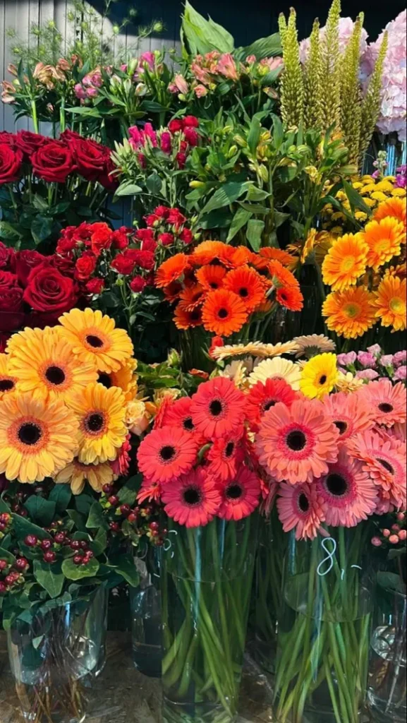 Bộ sưu tập 66+ hình ảnh hoa đồng tiền nhiều màu lung linh đẹp nhất 