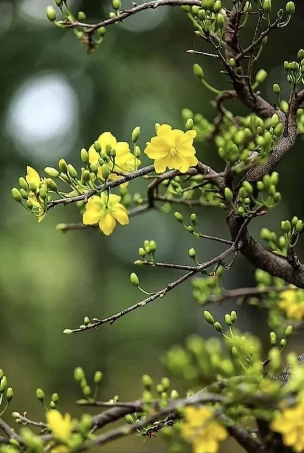 ảnh hoa mai ngày tết