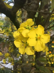 Khám phá 40+ hình ảnh hoa mai ngày Tết đẹp nhất thế giới