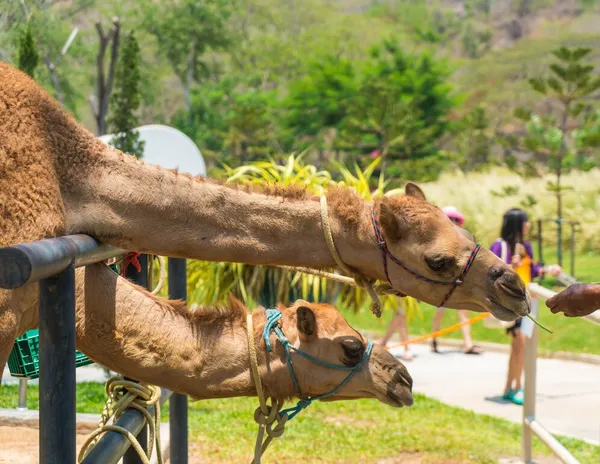 hình con lạc đà trong sở thú