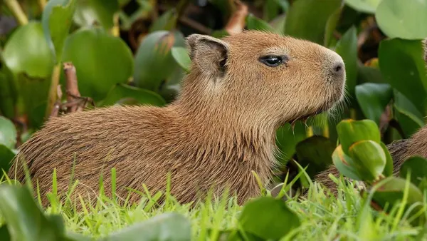 hình nền capybara cute cho bàn phím 