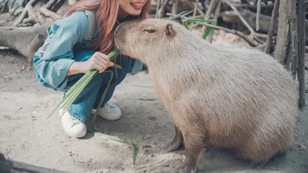 hình nền capybara cute cho máy tính 