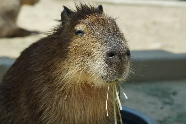 hình nền capybara cute máy tính 