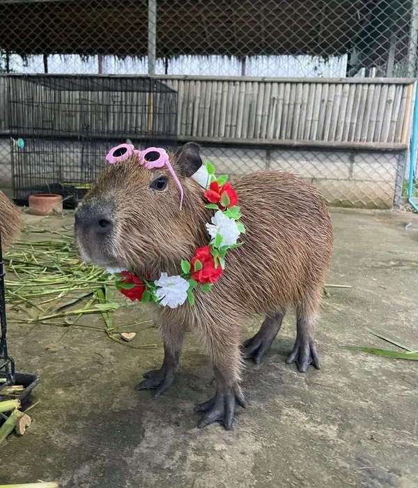 hoa hậu Capybara 