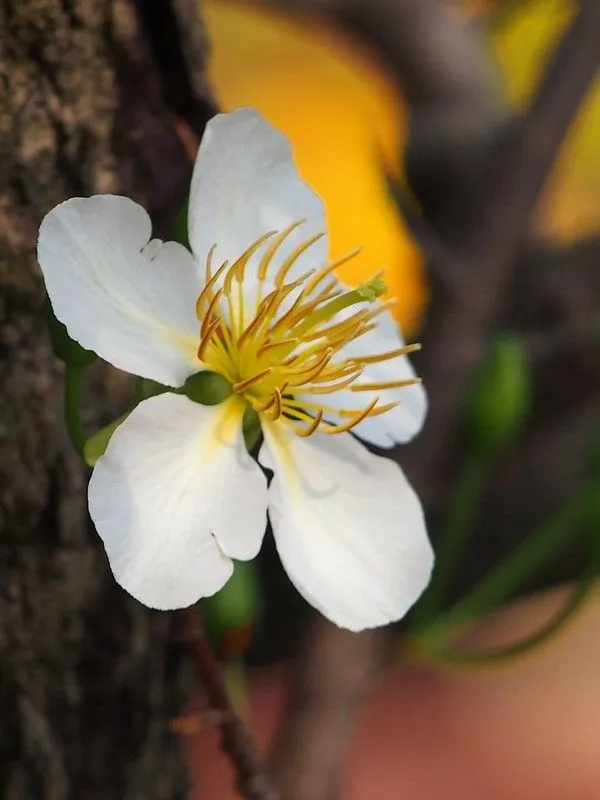 ảnh hoa mai trắng đẹp