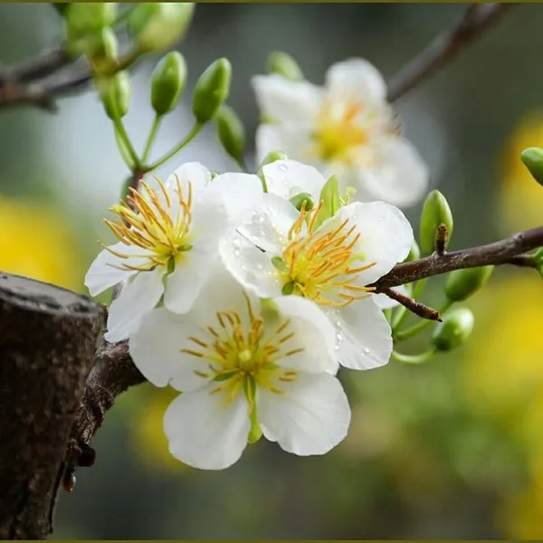 hình hoa mai trắng đẹp nhất 