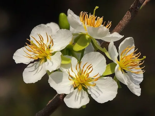 hình hoa mai trắng xinh 